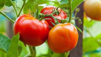 夏季高溫大棚西紅柿管理方法