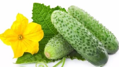 秋黃瓜怎么種植?秋黃瓜種植的小技巧