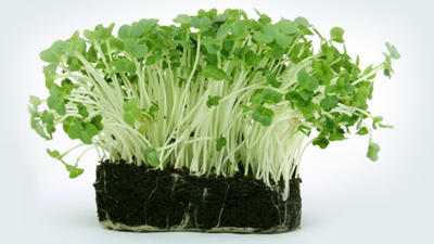 什么時(shí)候施用腐植酸水溶肥效果會(huì)更好？
