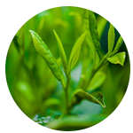 茶葉