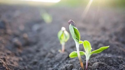 如何判斷土壤肥沃程度?10看辨別土壤肥瘦!