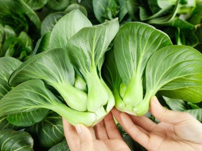 鈣肥對蔬菜有什么重要作用，蔬菜為什離不開鈣肥?