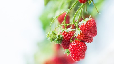 草莓花少、果少的六大解決措施