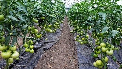 西紅柿膨果慢，萊昂水溶肥教你試試這些方法