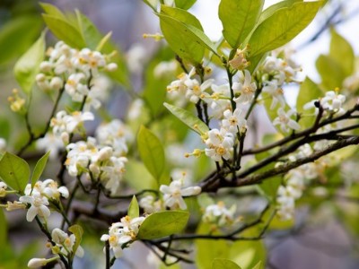 柑橘無(wú)花少花什么原因？該怎么辦？
