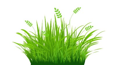 三伏天果園可以除草嗎?果園種草的具體好處介紹