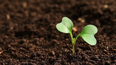 用生石灰調(diào)理土壤需慎重!