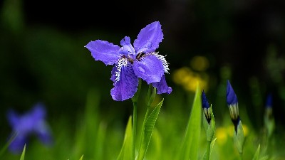 花卉病蟲害防治的基本原則
