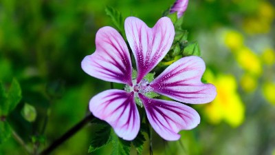 養(yǎng)花施肥3大禁忌，方法不對(duì)，花肥白費(fèi)!