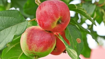 “花前補(bǔ)硼”，好處在哪里呢?