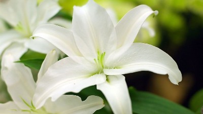 百合田間管理技巧