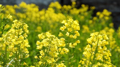 硼肥有哪些使用誤區(qū)，看看萊昂水溶肥怎么說(shuō)