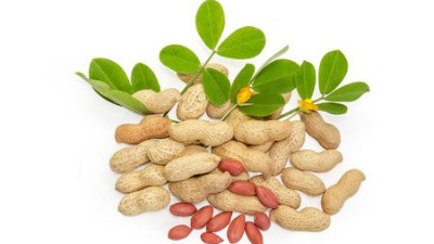 花生缺鈣的癥狀表現(xiàn)、發(fā)生原因以及解決方法
