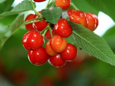 磷酸二氫鉀能和鈣肥、硼肥一起混用嗎？