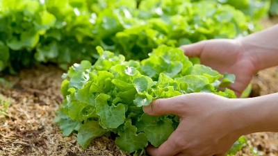 蔬菜出現(xiàn)這些癥狀，可能是缺鉀了
