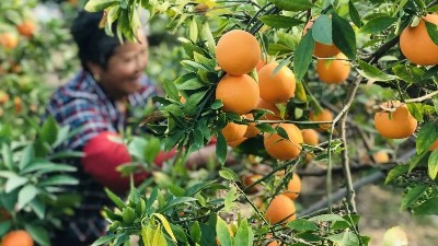 礦源黃腐酸鉀什么時候用最好，萊昂水溶肥告訴你