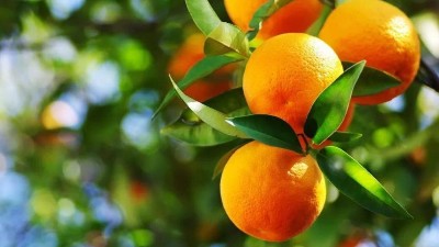 果樹(shù)施用磷肥的方法
