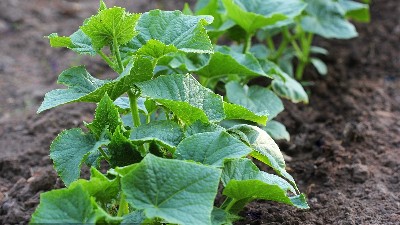 蔬菜噴施微肥要注意六點