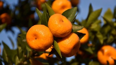 夏季柑桔管理要點有哪些？