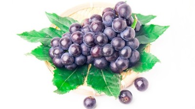 葡萄病害發(fā)生原因分析?你認(rèn)為對(duì)嗎?