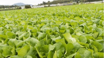 夏季蔬菜管理有技巧“七要點(diǎn)、三不要、三忌”