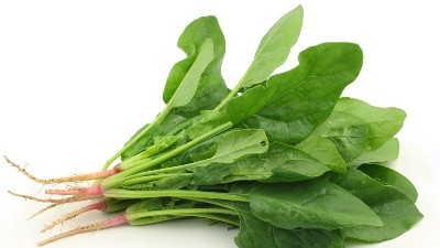 秋菠菜種植時間和方法