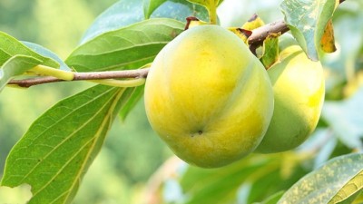 農(nóng)藥使用的十個誤區(qū)要避免