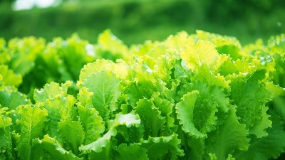 蔬菜定植后，前三水如何澆？萊昂水溶肥告訴交您。