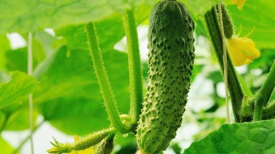 夏季種植黃瓜，這六點一定要知道！