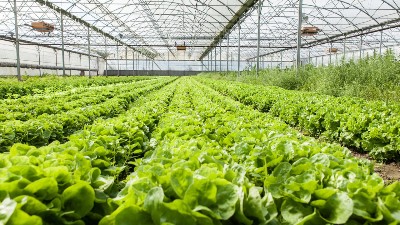 天冷了，你家大棚咋增溫?溫室大棚增溫的10個妙招!