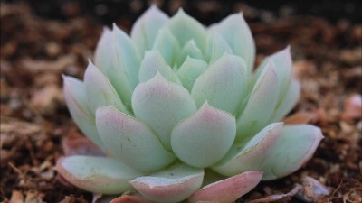 秋季養(yǎng)花6大技巧