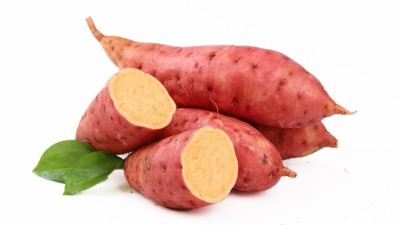 秋季紅薯管理技術(shù)要點(diǎn)