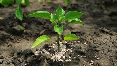 最常見的16種施肥誤區(qū)!
