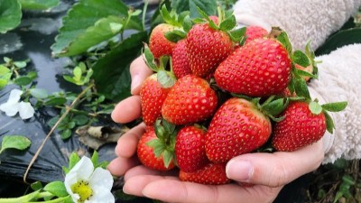 磷酸二氫鉀在這三個(gè)時(shí)間點(diǎn)使用，效果最佳。