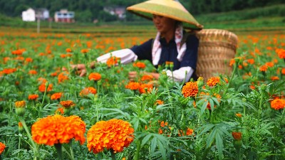 萬(wàn)壽菊該如何施肥呢？萊昂水溶肥教給你
