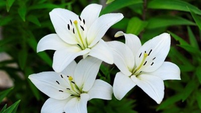 百合花延長(zhǎng)花期的6個(gè)小妙招
