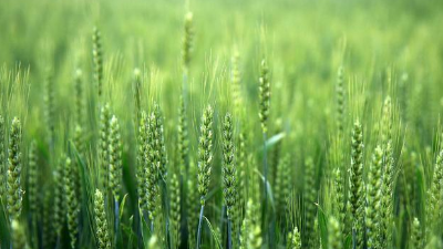 使用小麥除草劑，一定記住“8不要，2必須”!