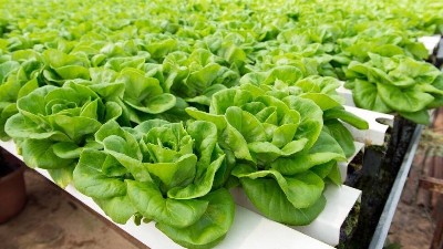 蔬菜種植病蟲害綠色防控技術7要點