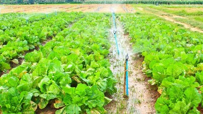 平衡型大量元素水溶肥的優(yōu)勢及作用是什么?