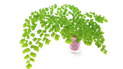盆栽花卉遭到澇害怎么辦?如何處理?