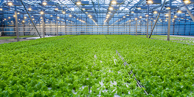 萊昂水溶肥解說大量元素水溶肥的特點