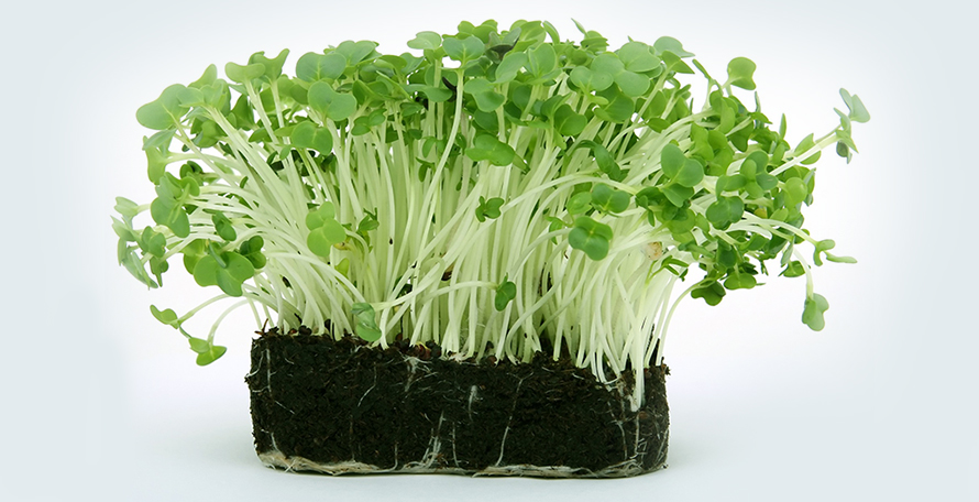 什么時候施用腐植酸水溶肥效果會更好？
