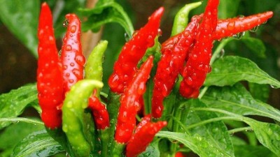 辣椒想要高產(chǎn)，合理施硼是關(guān)鍵。